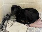 Adopt Ricky a Black Boxer / Mixed dog in Heber Springs, AR (41026915)