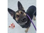Adopt Deshka a Black - with Tan, Yellow or Fawn German Shepherd Dog / Mixed dog