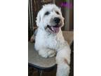 Adopt Avery a White - with Gray or Silver Old English Sheepdog / Mixed dog in