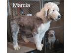 Adopt Marcia a White - with Gray or Silver Old English Sheepdog / Mixed dog in