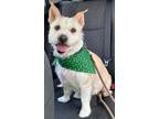 Adopt Theodore a Tan/Yellow/Fawn Westie, West Highland White Terrier / Cairn