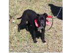 Adopt Rico a Black Pit Bull Terrier / Mixed dog in Cameron, MO (41026619)