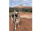 Adopt Samantha *Good with adults* a Black German Shepherd Dog / Mixed (short