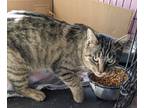 Adopt Karuna a Domestic Shorthair / Mixed (short coat) cat in Portland