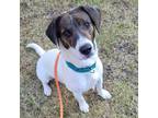 Adopt Sinatra a White - with Black Basset Hound / Jack Russell Terrier / Mixed
