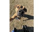 Adopt Freya a Brindle - with White Boxer / Mixed Breed (Large) / Mixed dog in