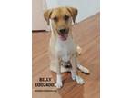 Adopt Billy a Labrador Retriever / Black Mouth Cur / Mixed dog in Conroe
