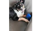 Adopt Elie a Tricolor (Tan/Brown & Black & White) Border Collie / Mixed dog in