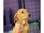 Reese Labrador Retriever Puppy Male