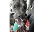 Adopt Mouse a Gray/Silver/Salt & Pepper - with White Pit Bull Terrier / Mixed