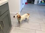 Adopt Alice a Brown/Chocolate Beagle / Mixed Breed (Medium) / Mixed (short coat)