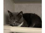 Adopt Baby a Gray or Blue (Mostly) Domestic Shorthair / Mixed cat in Rochester