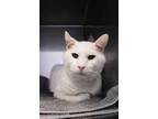 Adopt Cue Ball a Domestic Shorthair / Mixed cat in Indiana, PA (41025183)
