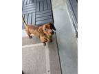 Adopt Jojo a Red/Golden/Orange/Chestnut Dachshund / Mixed dog in Brookfield