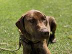 Adopt Una a Red/Golden/Orange/Chestnut - with White Catahoula Leopard Dog /
