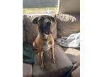 Adopt Belle a Black - with Tan, Yellow or Fawn Mastiff / German Shepherd Dog /