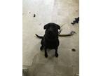 Adopt Chocolate a Brown/Chocolate Labrador Retriever / American Pit Bull Terrier