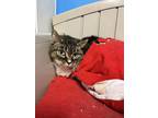 Adopt Reuben a Brown Tabby Domestic Shorthair / Mixed Breed (Medium) / Mixed