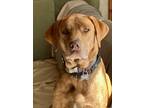 Adopt Marley a Red/Golden/Orange/Chestnut - with White Catahoula Leopard Dog /