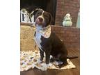 Adopt Huckleberry a Brown/Chocolate - with White American Staffordshire Terrier