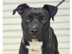Adopt Bonnie a Black - with White Boxer / Labrador Retriever / Mixed dog in