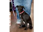 Adopt Lucky a Black - with White Dachshund / Mixed dog in Olive Branch