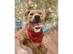 Adopt Piper a Tan/Yellow/Fawn Black Mouth Cur / Mixed dog in Olive Branch
