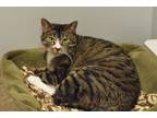 Adopt Dolce a Brown Tabby Domestic Shorthair (short coat) cat in Lincoln