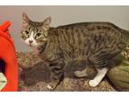 Adopt Gabbana a Brown Tabby Domestic Shorthair (short coat) cat in Lincoln