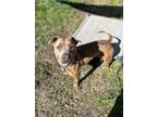 Adopt Mia a Tan/Yellow/Fawn American Pit Bull Terrier / Mixed Breed (Medium) /