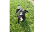Adopt Onyx a Black Labrador Retriever / Terrier (Unknown Type