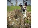 Adopt Lil Miss a Brindle - with White Catahoula Leopard Dog / Cattle Dog / Mixed