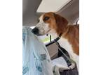 Adopt Holly a Red/Golden/Orange/Chestnut - with White Foxhound / Hound (Unknown