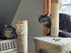 Adopt Nero's Twin a Maine Coon cat in Brighton, MI (41024267)