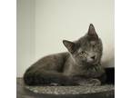 Adopt Rocket Man a Gray or Blue Russian Blue (short coat) cat in Overland Park