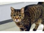 Adopt Willow a Brown Tabby Domestic Shorthair (short coat) cat in Lincoln