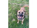 Adopt Lance a Tan/Yellow/Fawn Shepherd (Unknown Type) / American Pit Bull