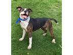 Adopt Reign Bough a Terrier (Unknown Type, Small) / Mixed dog in El Dorado