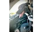 Adopt Milo a Brown/Chocolate - with White Labrador Retriever / Pit Bull Terrier