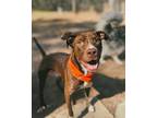 Adopt Twinny a Brown/Chocolate - with White American Staffordshire Terrier /