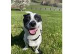 Adopt Hopper a White - with Black Jack Russell Terrier / Mixed dog in Ossining