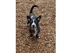 Adopt Eddy a Black - with White Terrier (Unknown Type, Small) / Mixed Breed