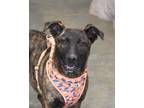 Adopt Kennedy a Brindle Plott Hound / Mixed Breed (Medium) / Mixed (short coat)