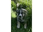 Adopt Shock a Tricolor (Tan/Brown & Black & White) Alaskan Malamute / Husky /