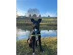 Adopt Roxy a Brown/Chocolate - with White Shiba Inu / Australian Kelpie / Mixed