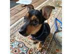 Ernie Terrier (Unknown Type, Medium) Puppy Male