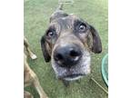 Adopt Tucker - Sweet and Loyal Friend a Doberman Pinscher / Catahoula Leopard