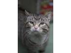 Adopt Huck a Brown Tabby Domestic Shorthair / Mixed Breed (Medium) / Mixed