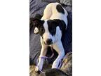 Adopt Bishop a White American Staffordshire Terrier / Border Collie dog in St.
