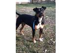 Adopt Rizzo~ a Doberman Pinscher / Terrier (Unknown Type
